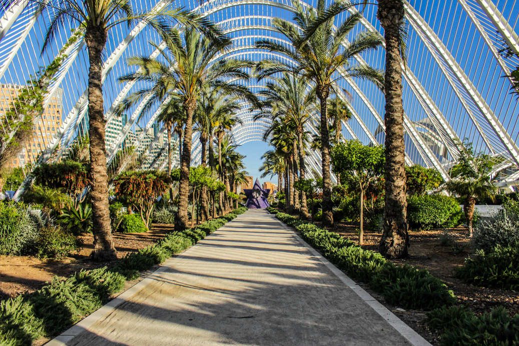 Paved Pathway Between Palm Trees